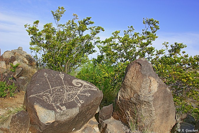 Three Rivers Petroglyph Site